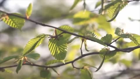 🎧 8D Nature Sounds _ Relaxing Nature ASMR _ USE HEADPHONES