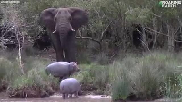 massive elephant shows a trio of young hippos