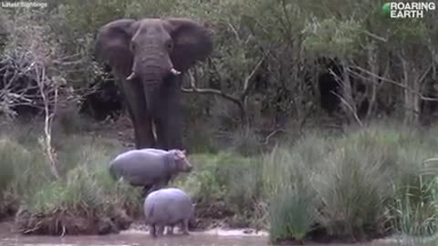 massive elephant shows a trio of young hippos