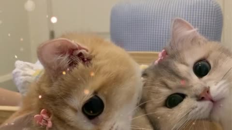 It should be so obvious to the person you like! ! Love it!