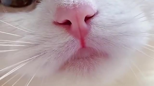 funny cat meow baby cute compilation😍#shorts