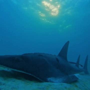 Fish Swimming In The Sae #Fish_Swimming_In_The_Sea#animals_Nuture #tortoise #Recpect