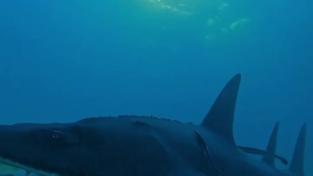 Fish Swimming In The Sae #Fish_Swimming_In_The_Sea#animals_Nuture #tortoise #Recpect