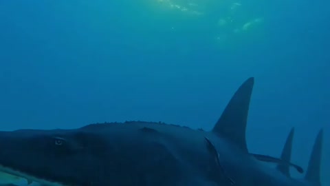 Fish Swimming In The Sae #Fish_Swimming_In_The_Sea#animals_Nuture #tortoise #Recpect