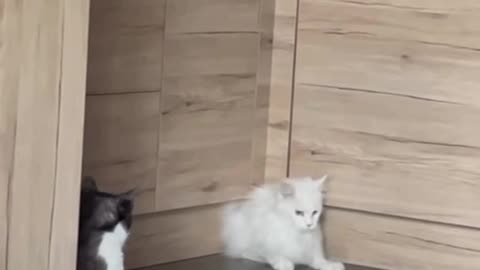 Cat are liquid