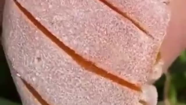 Oddly Satisfying Videos #satisfying #short #satisfyingvide