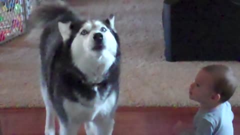 Husky duets with baby a special song.