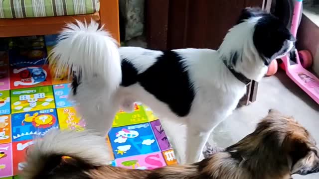 Lovely two dogs, Arr Te & Arr Mwe are playing