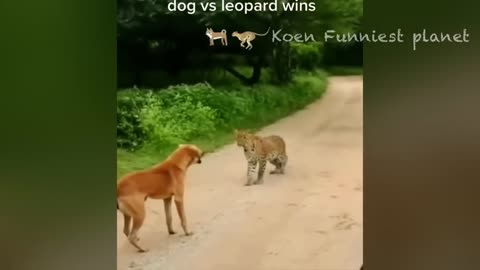 Funny Animals - Funny Dogs And Cats New 2024 part 5