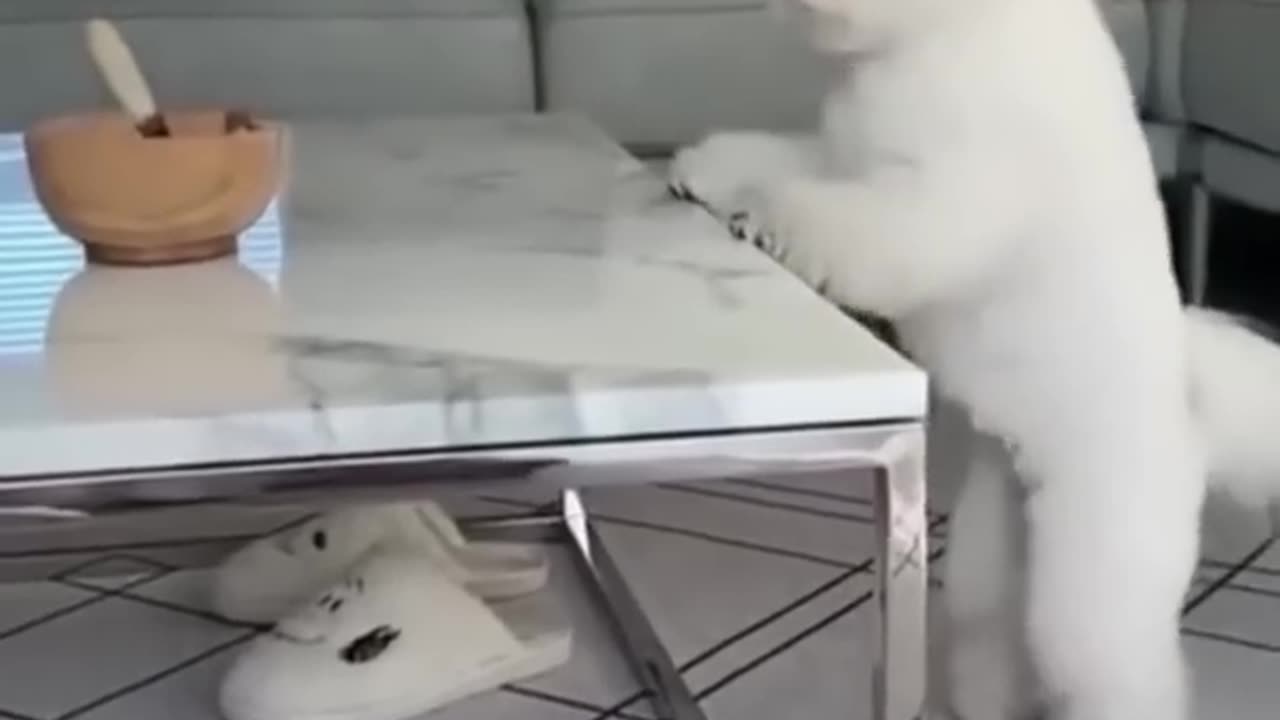 Funny Animal Videos 2022 || funny dogs || funny cats