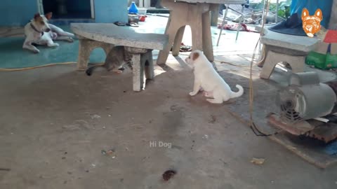 Angry - Funny Dogs and Cats of TikTok - Compilation #3 | Try not to laugh impossible .