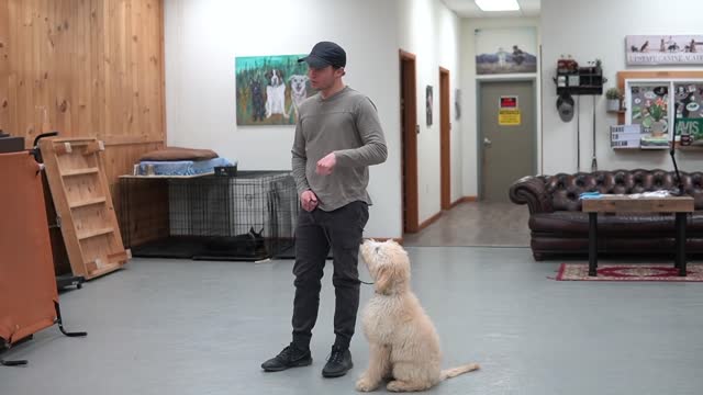 Teach Your Dog To Walk Nice While On Leash