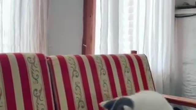 Cute Cats and Funny Animals Compilation 😹 Try Not To Laugh Challenge - Cute Cat 088