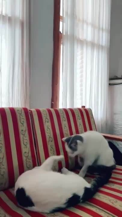 Cute Cats and Funny Animals Compilation 😹 Try Not To Laugh Challenge - Cute Cat 088