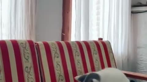 Cute Cats and Funny Animals Compilation 😹 Try Not To Laugh Challenge - Cute Cat 088