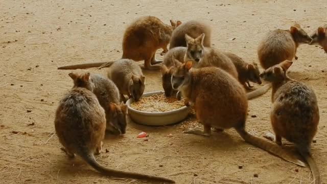 cute animal eating