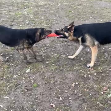 Ryker playing tug with his best friend Spirit