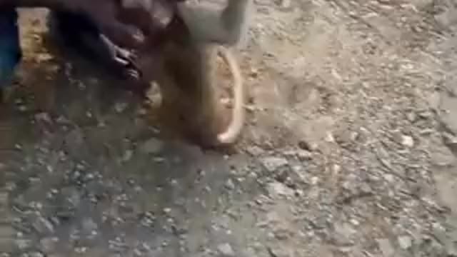 How man a monkey life