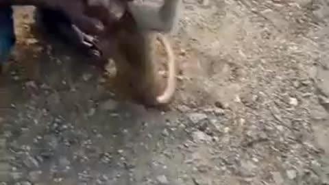 How man a monkey life
