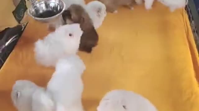 #Funniest Animals Real 😹 - Best Of The 2020 #Funny Animals Videos - Try Not To Laugh #comedy #shorts