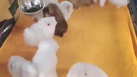 #Funniest Animals Real 😹 - Best Of The 2020 #Funny Animals Videos - Try Not To Laugh #comedy #shorts
