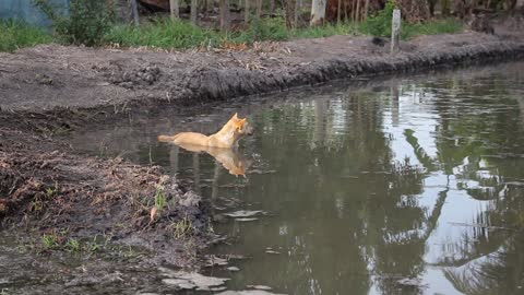 beautiful yellow dog