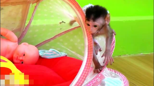 Adorable Baby Monkey Chaly Play.With Lovely Puppy- Adorable Monkeys #015