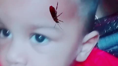 Funny video