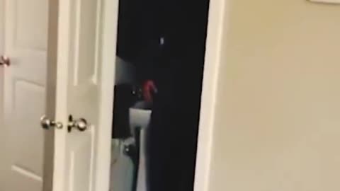 Comendy video 😆😆