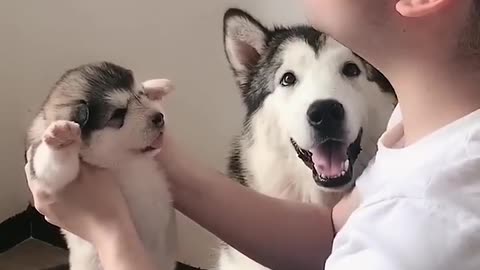 DOG LOVE