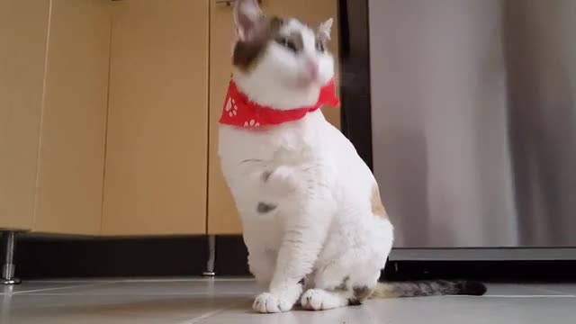 A cat sucks her hand to prepare her for lunch