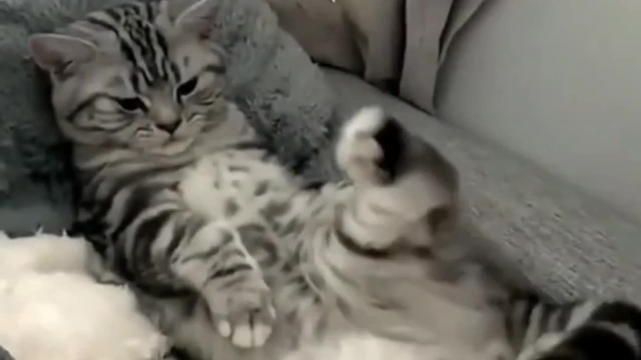 cats funny video
