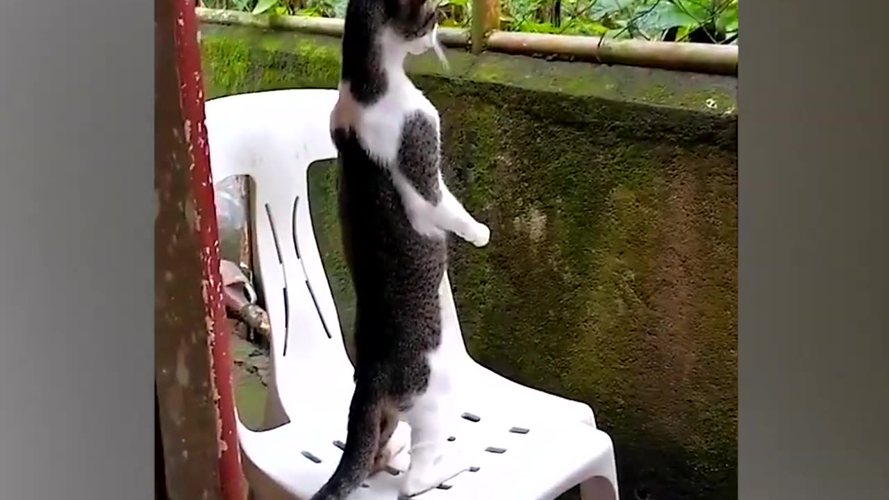 Nosey pet 🐱 Stands to Watch Neighbor s Squabble