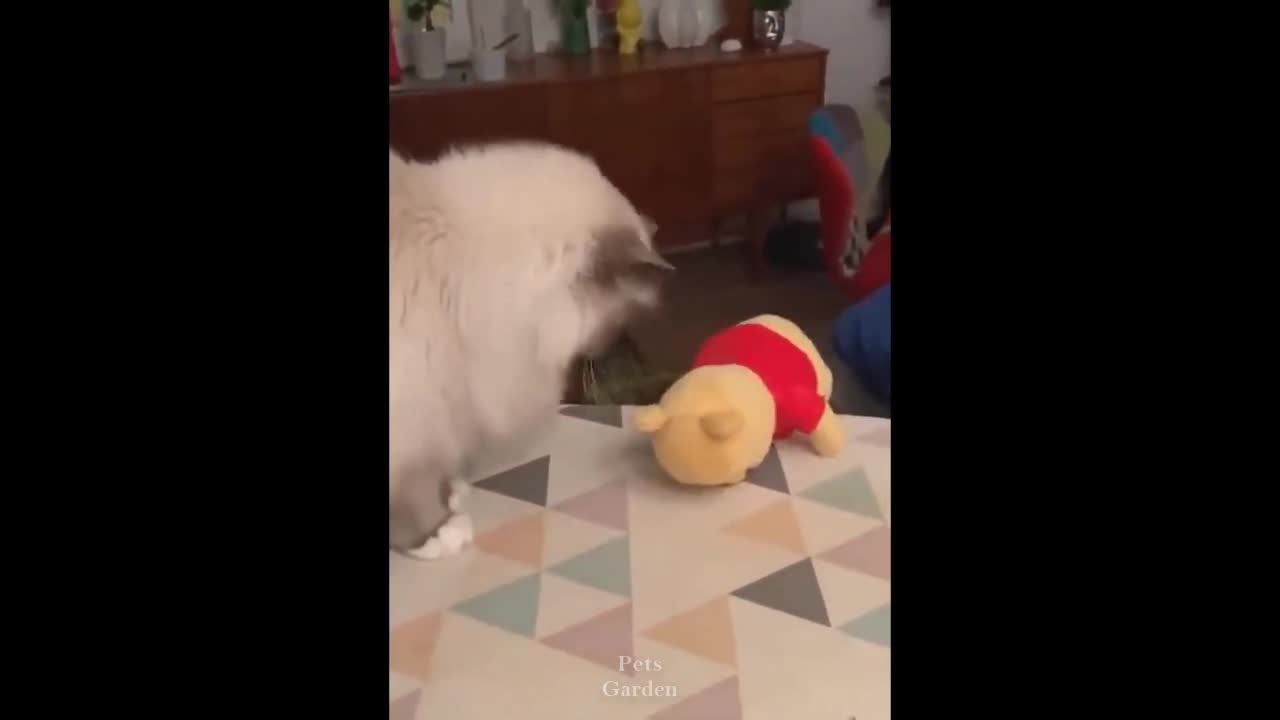 Cat playing with teddy beer