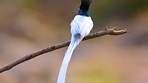 Wildlife with a natural perspective & Funs