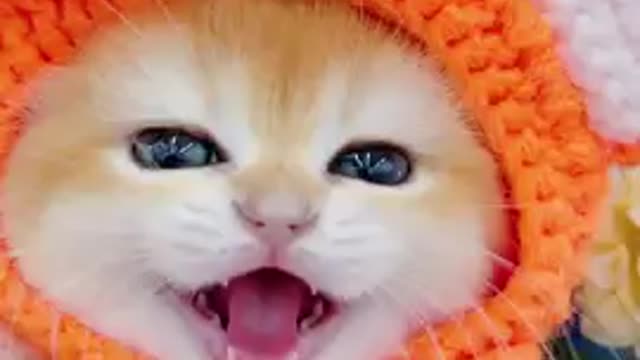 So cute pussi cat fanny beautiful video.