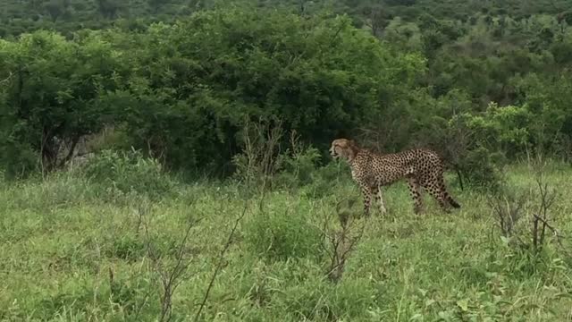 Cheetah Chases Herd of Impala