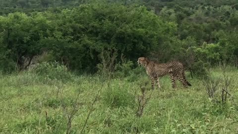 Cheetah Chases Herd of Impala