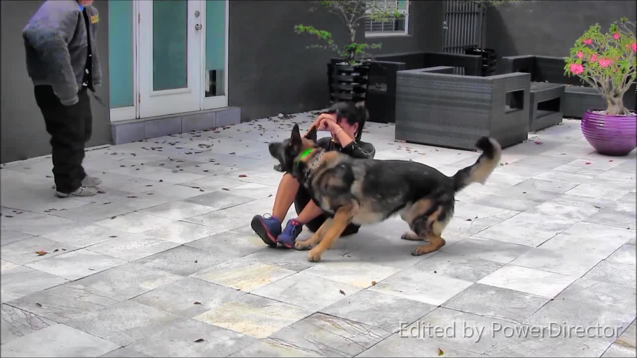 GUARD DOG - Step by Step TRAINING!