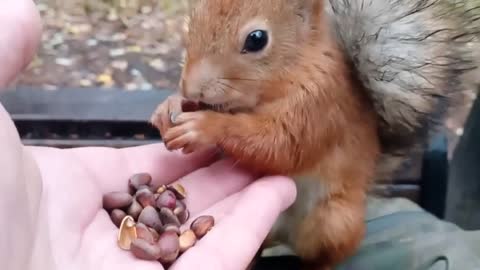 Little squirrel eating and having fun