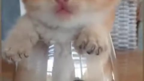 WhatsApp status | Cat Status | Latest cute Cat vedio | 2021