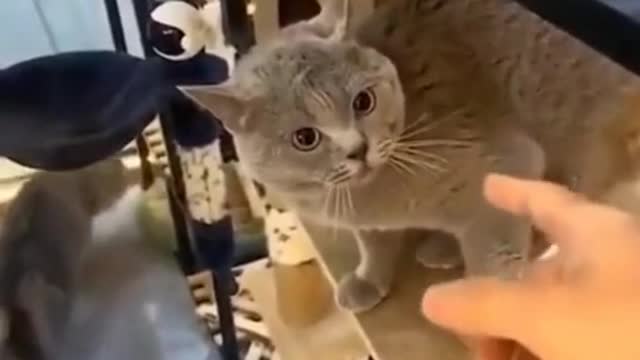 Funny cat, cute animal, cute cat 💕💞🐈