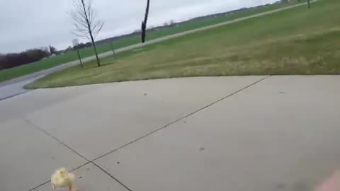 Duck Run ¥ € $ ¢