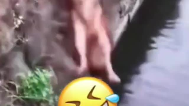 Funny animals watch and you will laugh a lot