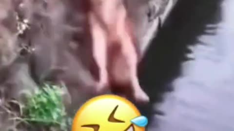 Funny animals watch and you will laugh a lot