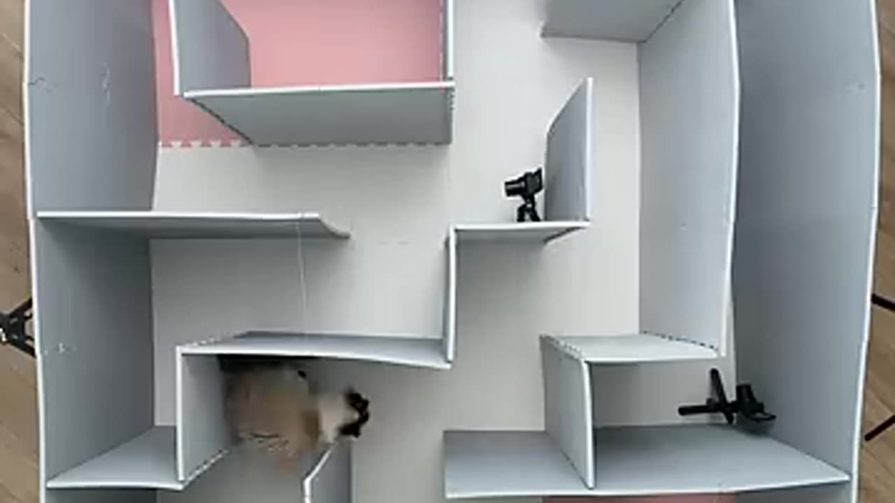 Cat 🐈🐈🐈 maind