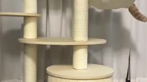 Cat Shenanigans: Hilarious Pranks and Playful Felines!