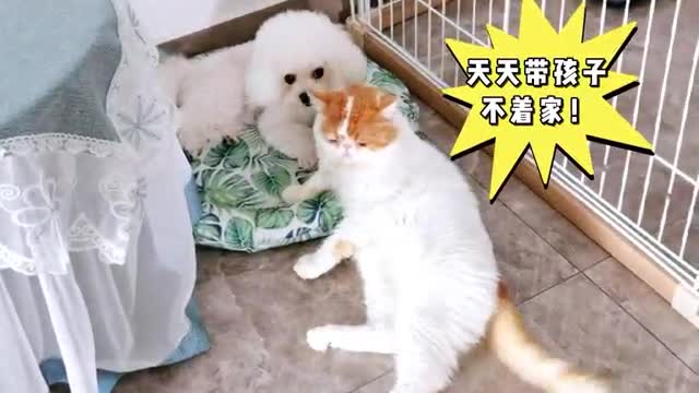 puppy suckling