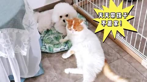 puppy suckling