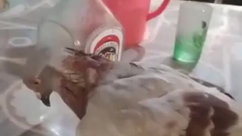 Drunk pigoen
